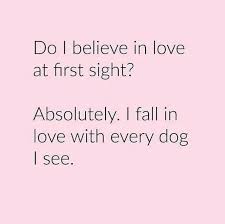 Do I Believe In Love At First Sight Absolutely I Fall In Love With Every Dog I See Dog Quotes Dogs Love At First Sight