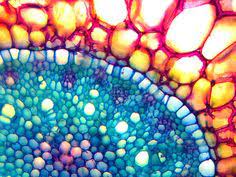 Find the perfect plant cell stock photo. 11 Best Cell Photography Ideas Cell Plant Cell Microscopic Photography