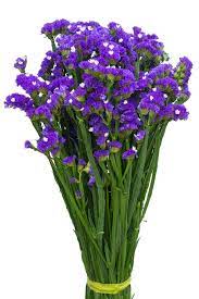 I think i thought myself to death ❤ liked on polyvore featuring pictures, purple, text, backgrounds, words and filler. Buy Purple Statice Filler Flower Plant For Floral Arrangements Flower Explosion