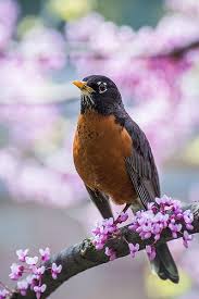 Bird That Sounds Like A Car Alarm Canada Robin In The Spring Birds Beautiful Birds Animals