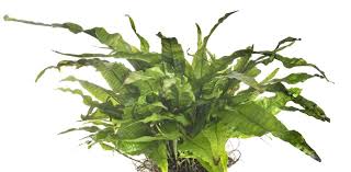 Kamu bisa menempatkannya sebagai pengisi pojok aquascape karena pertumbuhannya relatif cepat dan rimbun. Java Fern Complete Care Guide Species Planting And Propagation Fishkeeping World