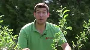 Remove any deadwood, brittle branches, and damaged leaves. How To Prune Fruit Trees The Right Way Every Time Youtube