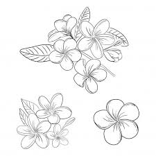 Plumeria Ou Fleur De Frangipanier Illustration Dessin Set Flower Art Drawing Flower Drawing Floral Drawing