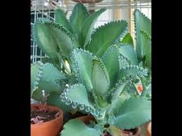 La Ciencia Comprueba Eficacia De Extractos De La Planta Kalanchoe Para Sanar El Cancer Ignis Natura Succulents Plants Unusual Plants