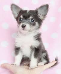 Black And Tan Long Haired Chihuahua For Sale Chihuahua Chihuahua Puppies Teacup Chihuahua Puppies Cute Chihuahua