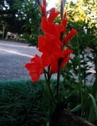 Pin On Gardening