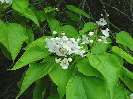 Image result for Catalpa