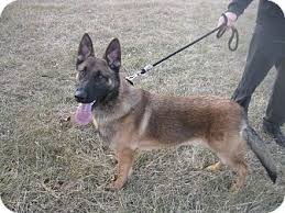 Maybe you would like to learn more about one of these? Nashua Nh German Shepherd Dog Meet Loki A Pet For Adoption