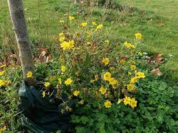 Image result for Guizotia