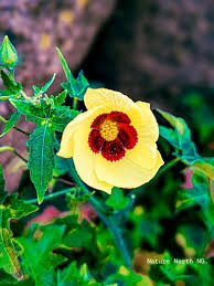 Image result for Hibiscus surattensis