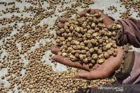 Biasanya masyarakat india menggunakan kapulaga sebagai bumbu dalam berbagai jenis masakan india. Penjemuran Rempah Kapulaga