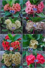 Photo Euphorbia Milii Thai Hybrids Crown Of Thorns In Thailand Euphorbia Milii Euphorbia Crown Of Thorns