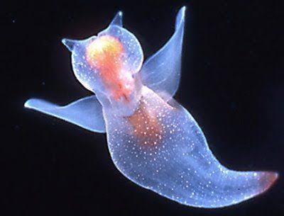 Mga resulta ng larawan para sa Deep Sea Angel Snail"