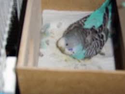 In young males the cere is a bright, purplish pink, while in young females the cere is usually white. Is My Budgie A Boy Or A Girl Photo Identification Guide Pethelpful