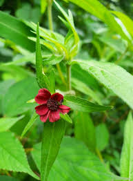 Image result for Aspilia kotschyi