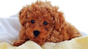 Gently brushing their coat once or twice a week is usually sufficient to remove loose hair and minimize shedding. Teddy Bear Dog Breed Images Cute Dogs Images Cute Dogs Poodle Puppy