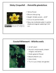 They're large enough to really attract the gnats and sticky enough that they can't get off. Sticky Cinquefoil Potentilla Glandulosa Yellow Flower Blooms Late Spring Height Widely Varied Full Sun To Partial Shade Requires Moderate Ppt Download