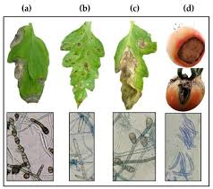 Activity of Aqueous Extracts from Native Plants of the Yucatan Peninsula  against Fungal Pathogens of Tomato In Vitro and from Croton chichenensis  against Corynespora cassiicola