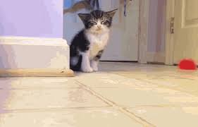 Weitere ideen zu katzen, süße tiere, lustige tiere. Susse Tiere Gifs Der Netzologe