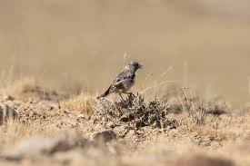 Image result for Fagopyrum snowdenii