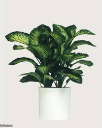 Poisonous Plants Flowers And Plants For Your Garden Hgtv Poisonous Plants Flowers Flowering House Plants
