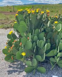 Image result for Opuntia