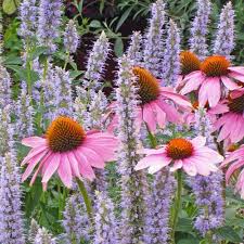 The cauliflower cores are much like broccoli cores. Purple Coneflower Plants Echinacea Purpurea Plants High Country Gardens
