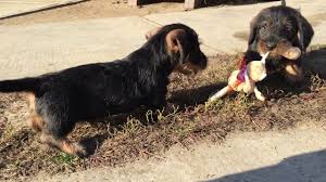 Recently i lost my 14 year old dachshund and decided to go into this breeding adventure with my mother. Wire Haired Dachshund Puppies For Sale Youtube