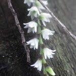 Image result for Bolusiella talbotii