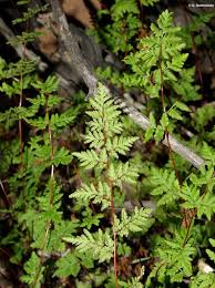 Image result for Cheilanthes