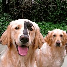 But, by using a black lab parent, many breeders aim to get puppies with a black coat. The Truth About Black Golden Retrievers According To Science Golden Hearts