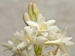 Tuberose Tuberose Essential Oil Essential Oils For Nausea Organic Oil