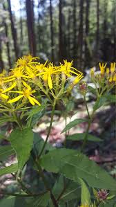 Image result for Senecio milanjianus