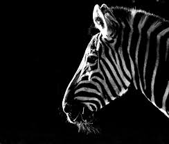 A Day At Melbourne Zoo Zebra Art Melbourne Zoo Zebra