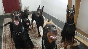 Sucunu Bilen Doberman 2 Achill Youtube