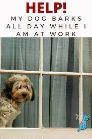 Pin On Dog Training Tips