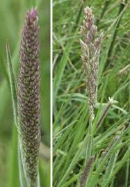 Image result for Holcus