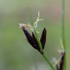 Image result for Schoenus