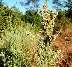 Image result for Neojeffreya