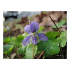 Image result for Launaea violacea