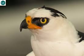 Black And White Hawk Eagle Texas Black And White Hawk Eagle Spizaetus Melanoleucus Iucn Red List Of Threatened Species 3 1 Least Concern Lc Loai It Quan Ta Hawk Eagle Eagle Birds Of Prey