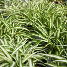 Image result for Chlorophytum galpinii
