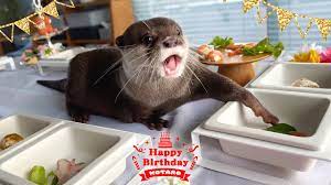 Otter Kotaro Birthday Buffet Party! - YouTube