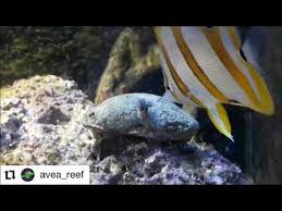 Copperband Butterflyfish - Wikipedia