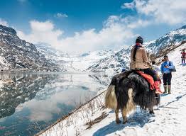 The state's thick dense forest; 25 Best Things To Do In Sikkim Esikkim Tourism