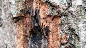 Check spelling or type a new query. How To Control And Stop Oak Wilt Woai