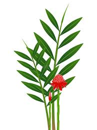 Image result for Laggera elatior