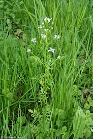 Image result for Peponium chirindense