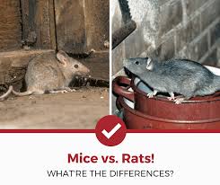 Rats Vs Mice Whatre The Differences Pest Strategies
