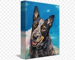 We can also create any custom size up to 50″ wide and 40″ tall. Australian Cattle Dog Dutch Shepherd German Shepherd Stumpy Tail Cattle Dog Australian Kelpie Png 494x650px Australian